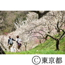 高尾梅郷の梅（木下沢梅林）