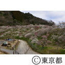 高尾梅郷の梅（木下沢梅林）