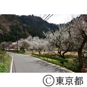 高尾梅郷の梅（木下沢梅林）