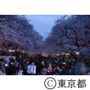 上野恩賜公園の桜