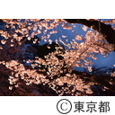 上野恩賜公園の桜