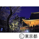 上野恩賜公園の桜