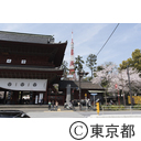 東京タワーと桜