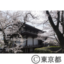 東京タワーと桜