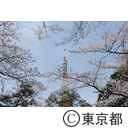 東京タワーと桜