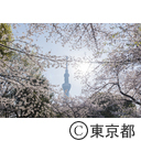 東京スカイツリーと桜