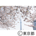 東京スカイツリーと桜