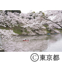 千鳥ヶ淵と桜