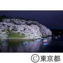 千鳥ヶ淵と桜