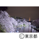 千鳥ヶ淵と桜
