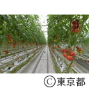 知事視察（福島・とまとランドいわき視察）