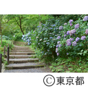 高幡不動の紫陽花