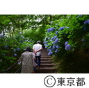 高幡不動の紫陽花