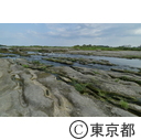 多摩川緑地くじら運動公園