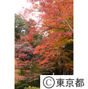 高尾山の紅葉