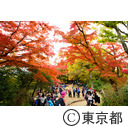 高尾山の紅葉