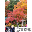 高尾山の紅葉