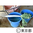 江戸東京野菜「練馬大根」