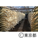 江戸東京野菜「練馬大根」