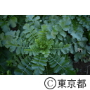 江戸東京野菜「練馬大根」