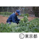 伝統野菜「のらぼう菜」