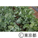 伝統野菜「のらぼう菜」