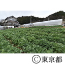 伝統野菜「のらぼう菜」