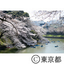 千鳥ヶ淵と桜