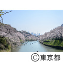 千鳥ヶ淵と桜