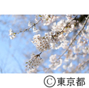 千鳥ヶ淵と桜