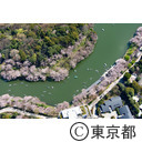 千鳥ヶ淵と桜（空撮）