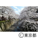 目黒川の桜並木
