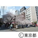 目黒川の桜並木
