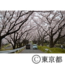 町田・尾根緑道のさくら