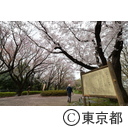 町田・尾根緑道のさくら