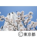 都庁舎と桜