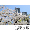 都庁舎と桜