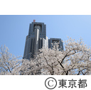 都庁舎と桜