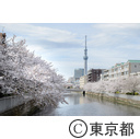 東京スカイツリーと桜