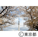 東京スカイツリーと桜