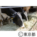 都市農業「礒沼ミルクファーム」
