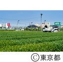 都市農業「狭山茶茶畑」
