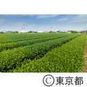 都市農業「狭山茶茶畑」