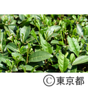 都市農業「狭山茶茶畑」