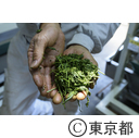 東京の農業 都市農業「狭山茶茶畑」