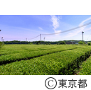 都市農業「狭山茶茶畑」