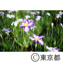 小岩菖蒲園のハナショウブ