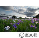 小岩菖蒲園のハナショウブ