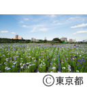 小岩菖蒲園のハナショウブ