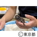 葛西臨海水族園「ペンギンの飼育員」